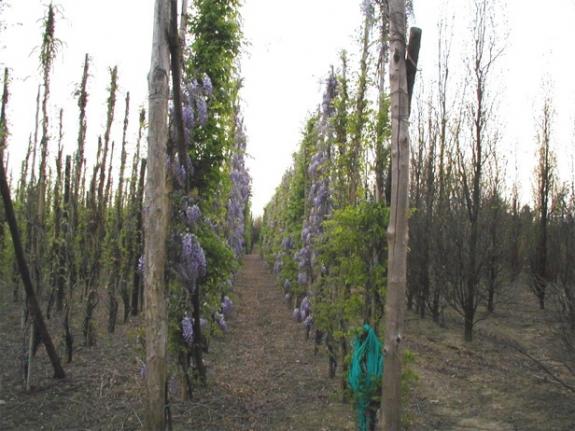 wisteria 500-600 solitair