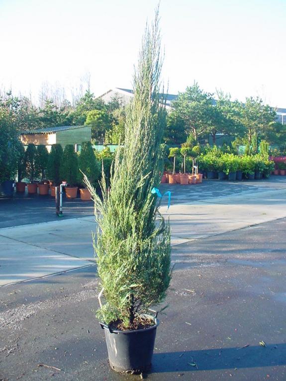 Juniperus s. Skyrocket 175-200