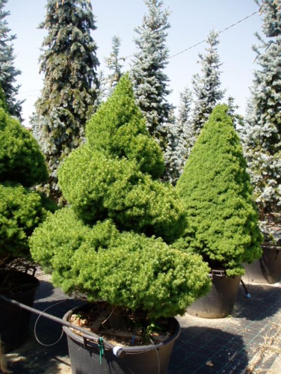 Picea abies Conica