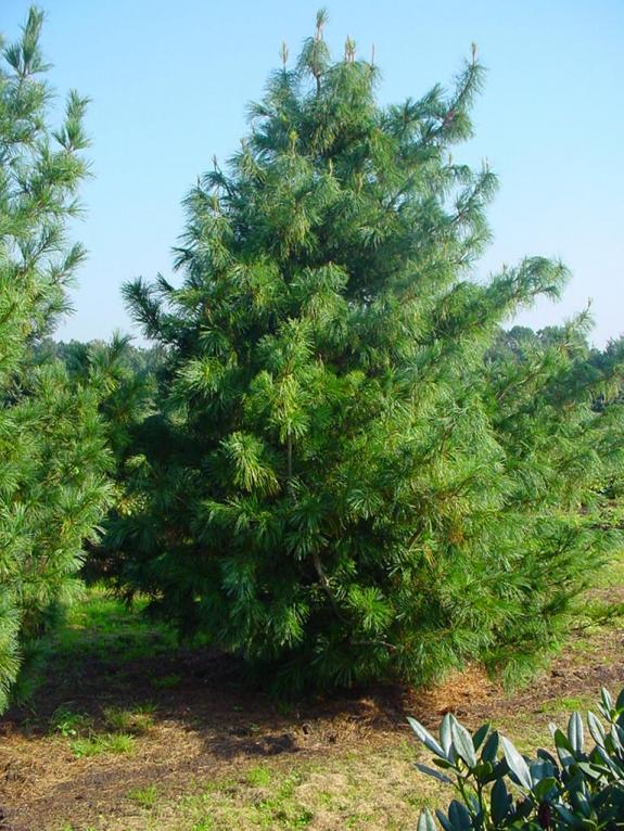 Pinus koraiensis
