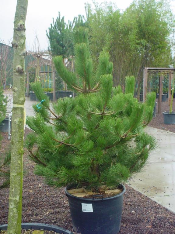 Pinus nigra nigra 150-200