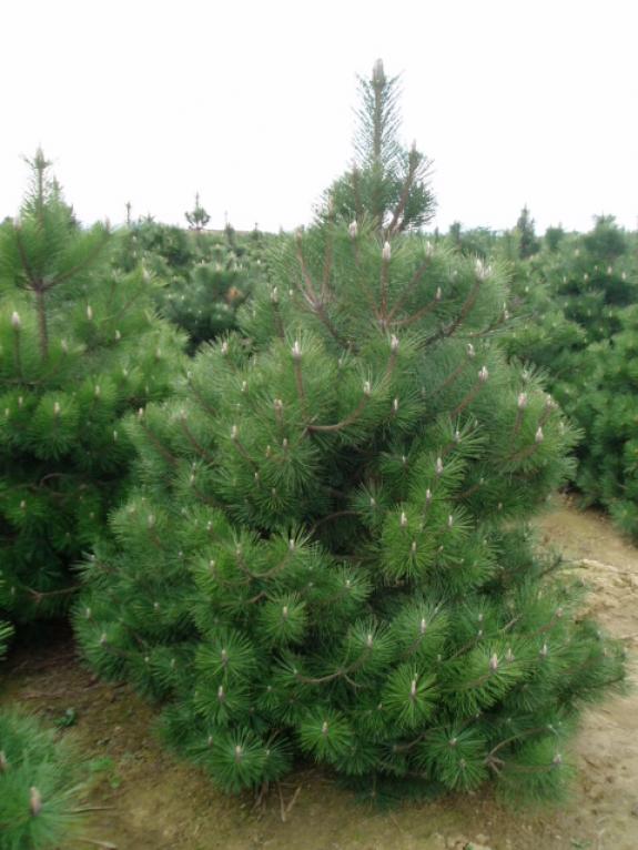 Pinus nigra nigra 200-250