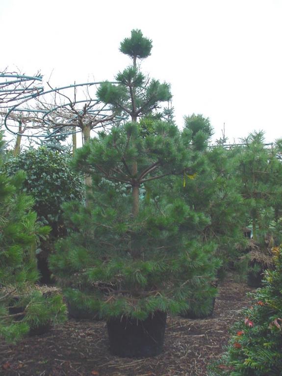 Pinus nigra nigra pyramide