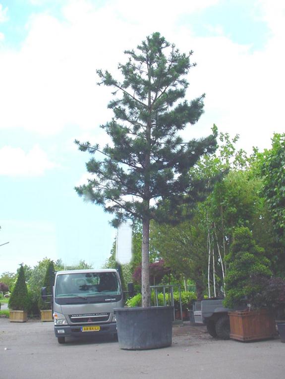 Pinus nigra nigra hoogstam solitair