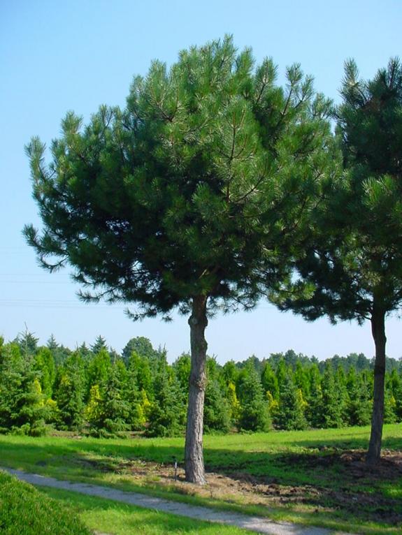 Pinus nigra nigra hoogstam solitair extra