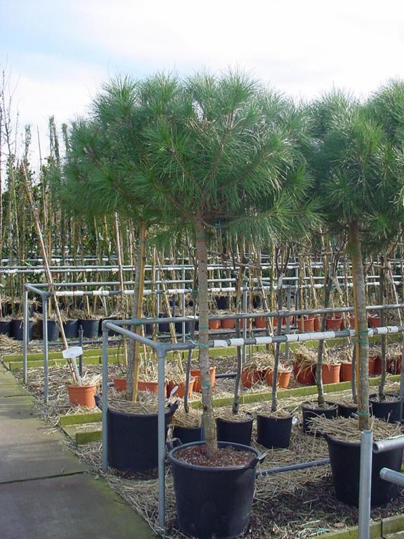Pinus pinea 120/stam