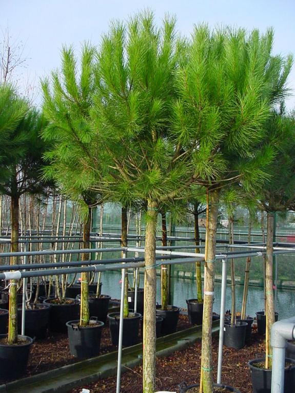 Pinus pinea hoogstam 16-18
