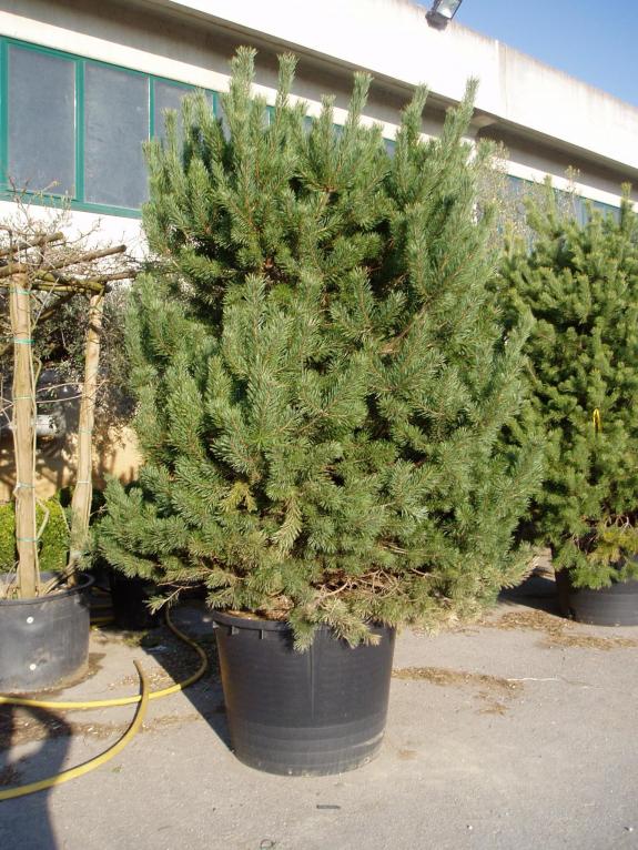 Pinus sylvestris solitair