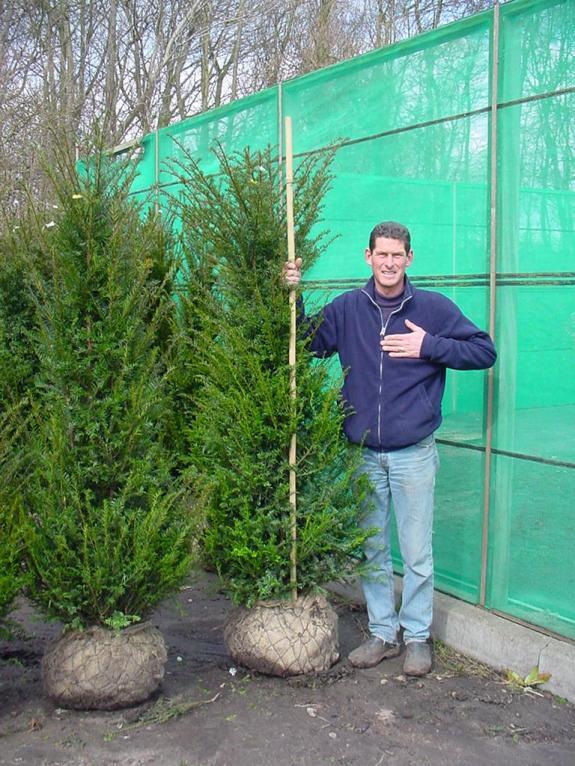 Taxus baccata 175-200