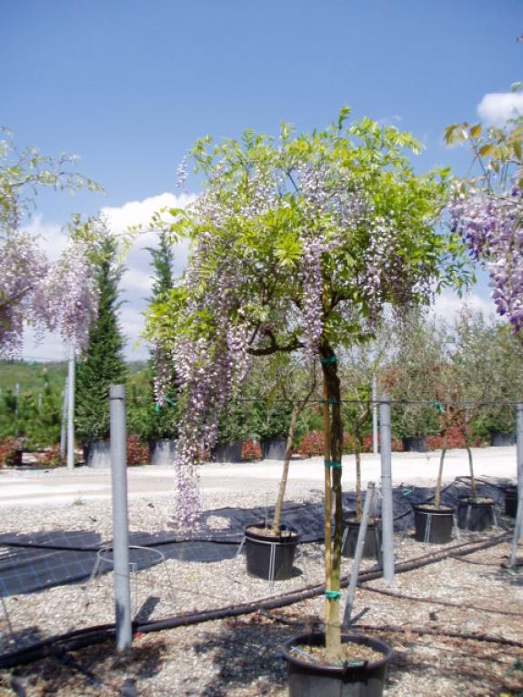wisteria boomvorm