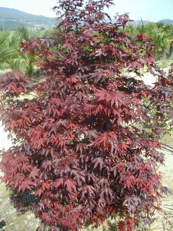 Acer palmatum Fireglow 175-200