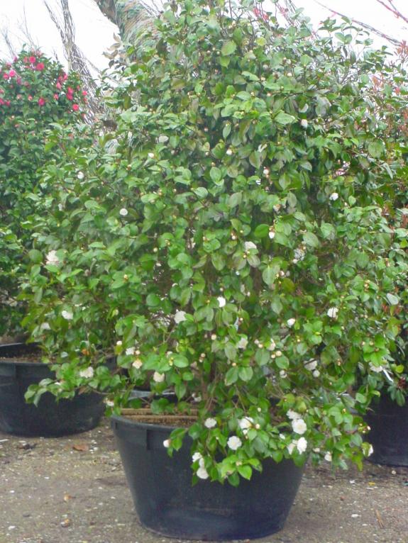 Camellia japonica 200-250 solitair