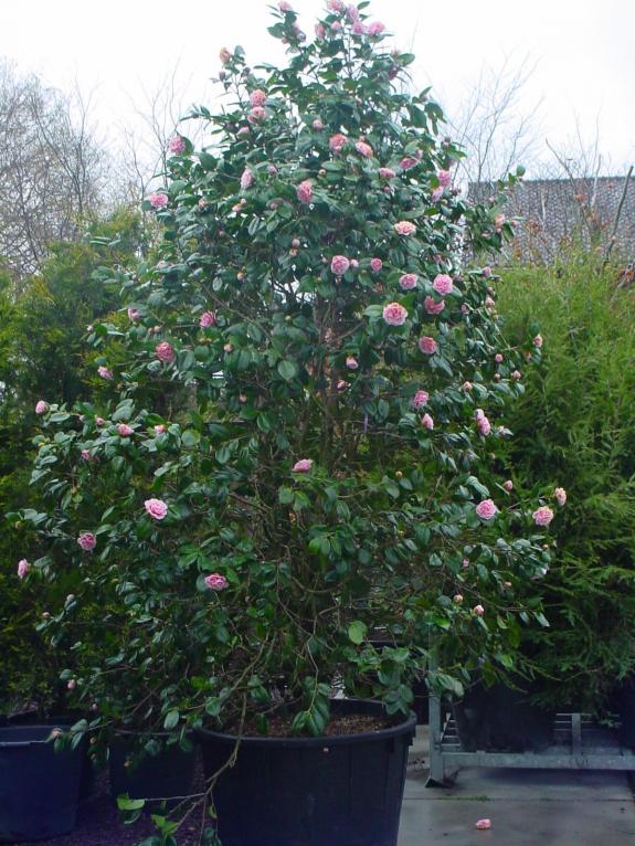 Camellia japonica 250-300 solitair