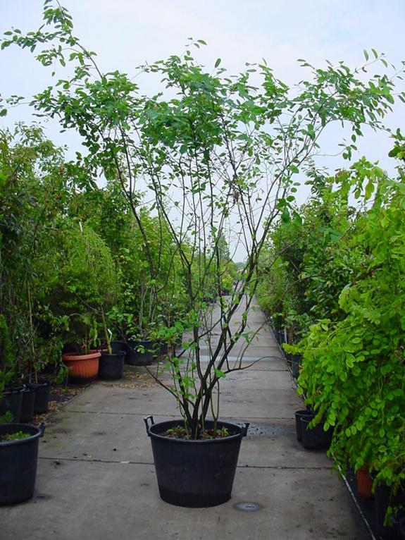 Amelanchier 200-250 container