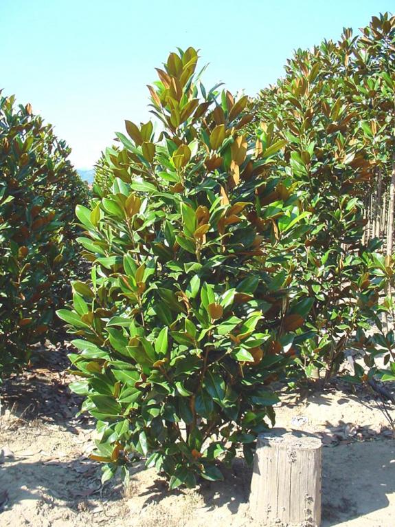 Magnolia grandiflora Gallisoniere 200-250 solitair