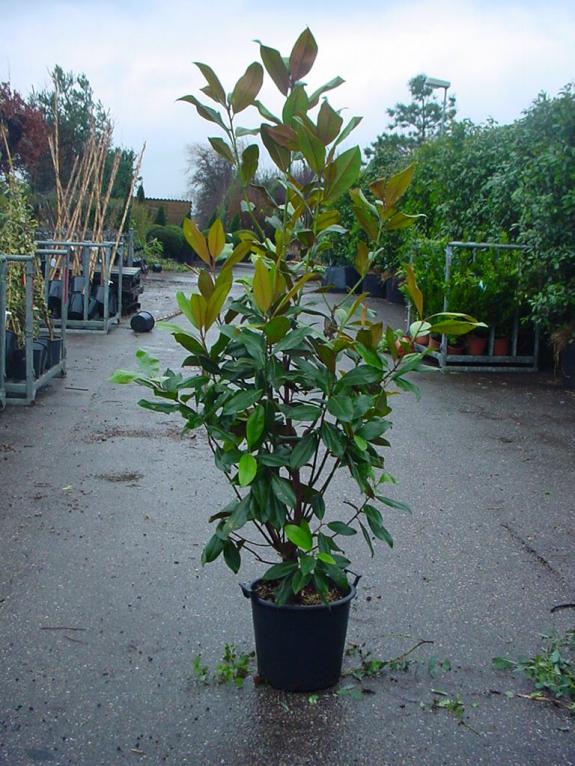 Magnolia grandiflora Gallisoniere 150-175