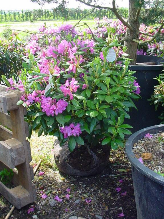 Rhododendron Roseum Elegans 80-90