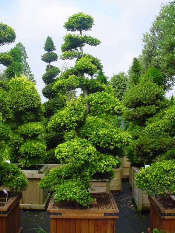 Ilex crenata bonsai 200-225