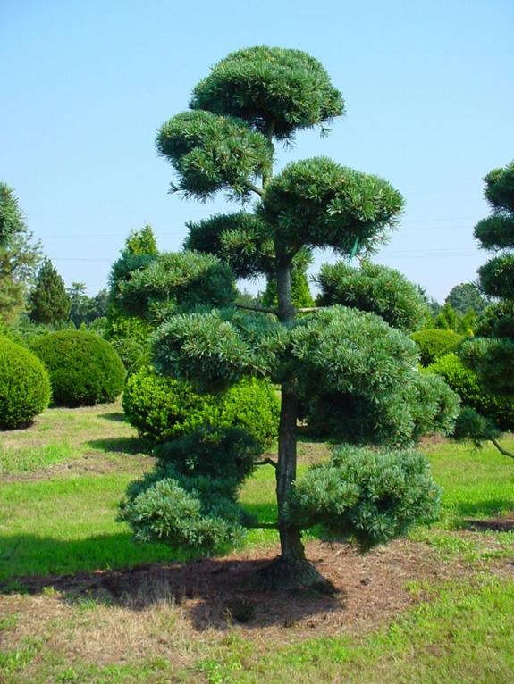 Pinus parviflora Glauca bonsai