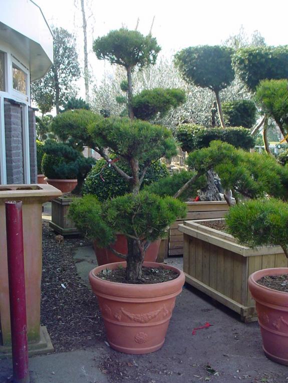 Pinus sylvestris bonsai 200-225