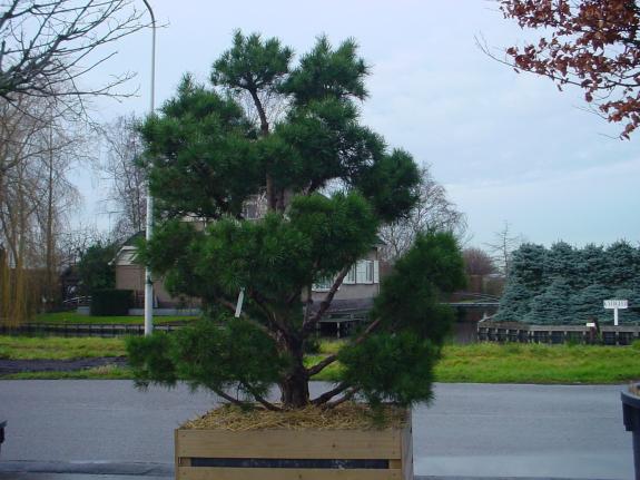 Pinus sylvestris bonsai 225-250
