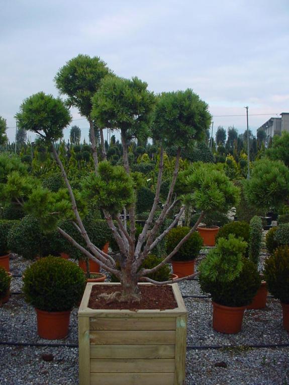 Pinus sylvestris Watererii vormboom