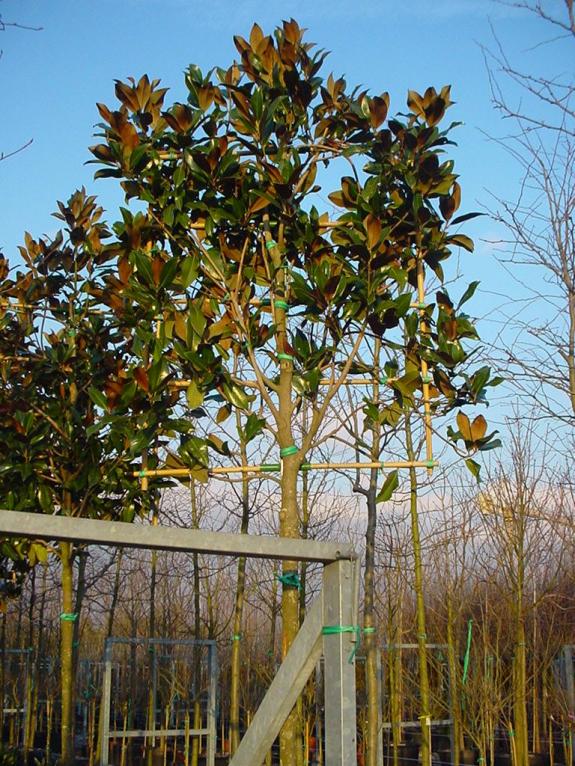 Magnolia grandiflora Hoogstam Leivorm