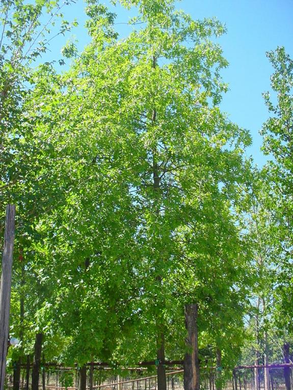 Quercus palustris 20-25HO c125