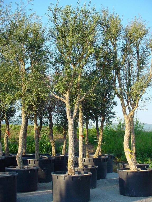 Quercus suber 40-45 c1000 Solitair