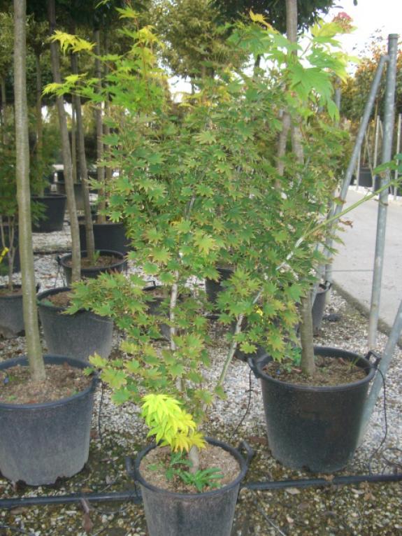 Acer shirasawanum Aureum 125-150