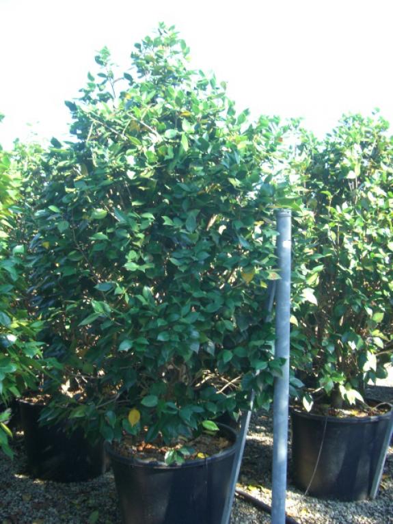 Camellia japonica 175-200