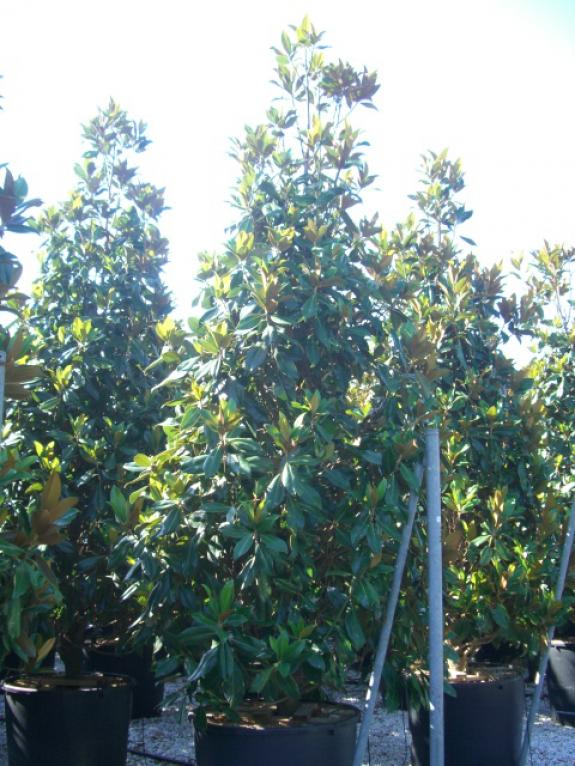 Magnolia grandiflora Gallisoniere 350-400