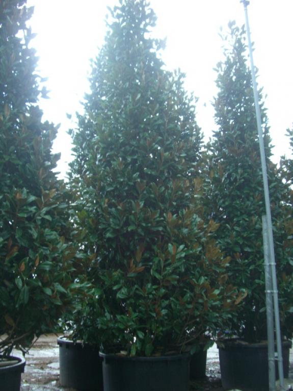 Magnolia grandiflora Gallisoniere 500-600