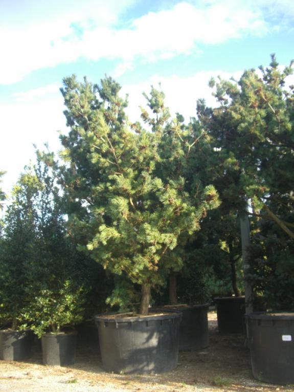 Pinus parviflora Glauca Solitair