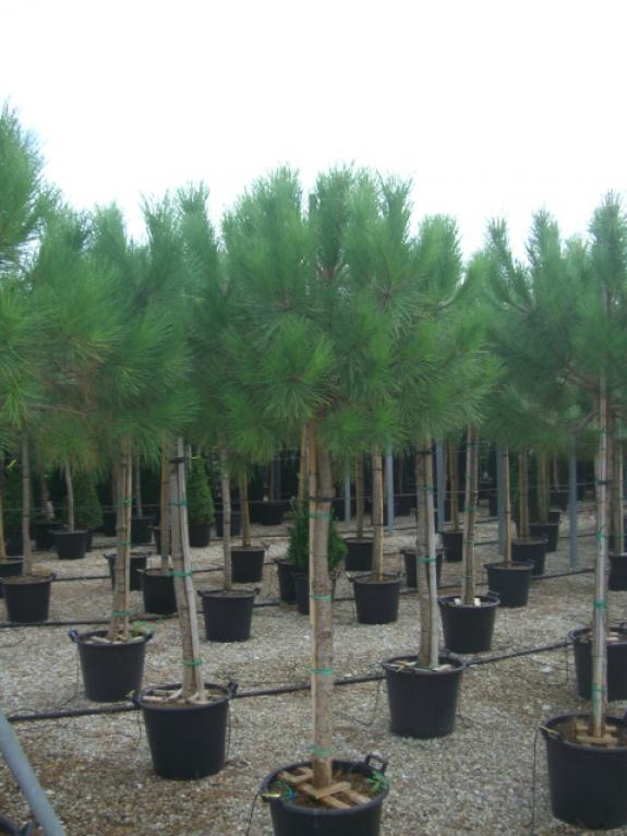 Pinus pinea halfstam 14-16 c50