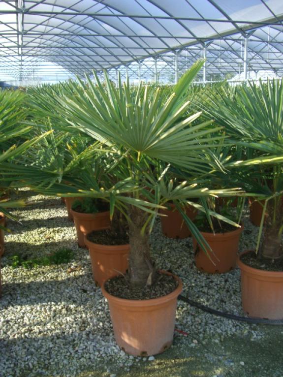 Trachycarpus fortunei 30-40ST