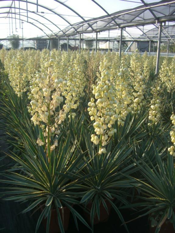 Yucca gloriosa Variegata c12