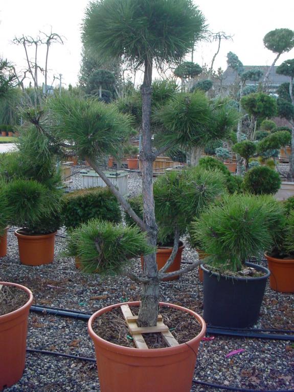 Pinus nigra nigra Bonsai 175-200