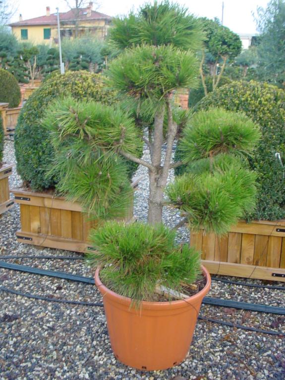 Pinus nigra nigra Bonsai 150-175