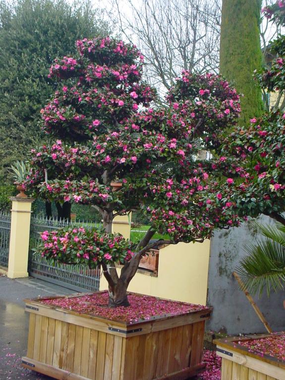Camellia sasanqua Bonsai