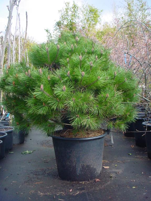 Pinus nigra Brepo 125-150