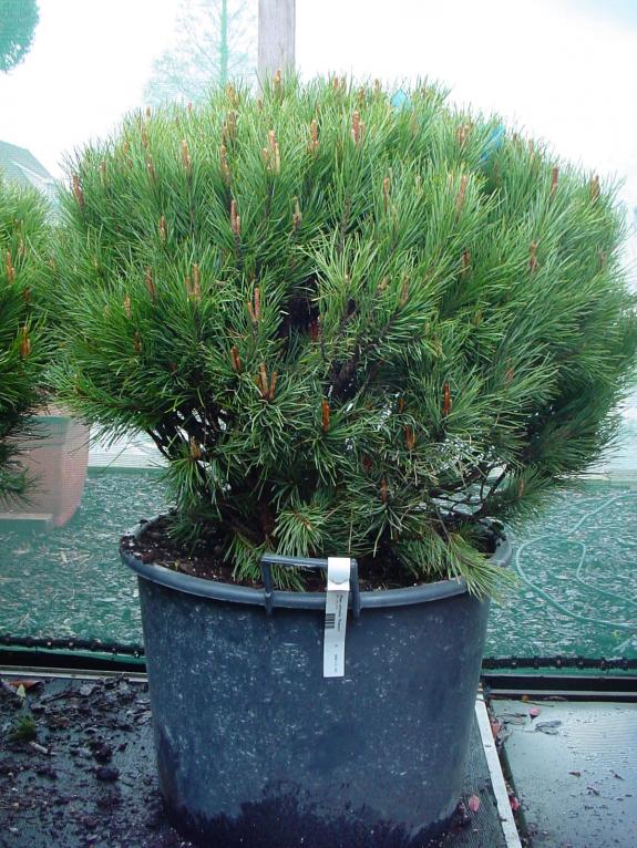 Pinus sylvestris Watereri 80-100