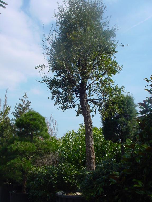 Quercus suber 50-60HO
