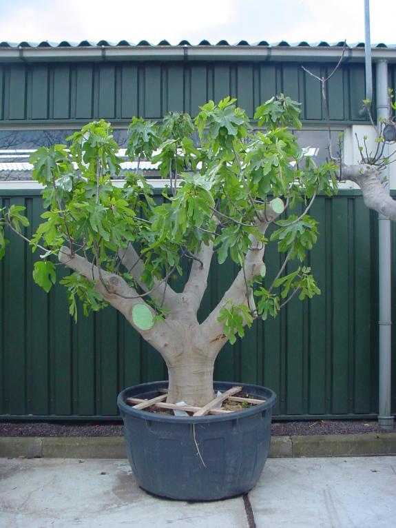 Ficus carica Halfstam Solitair