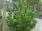 Pinus nigra nigra 150-200