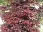Acer palmatum Fireglow 175-200
