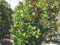 Magnolia grandiflora Gallisoniere 200-250 solitair