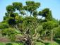 Taxus baccata bonsai 350-400 solitair extra