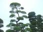 Ilex crenata bonsai 250-300