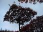 Quercus palustris dakvorm